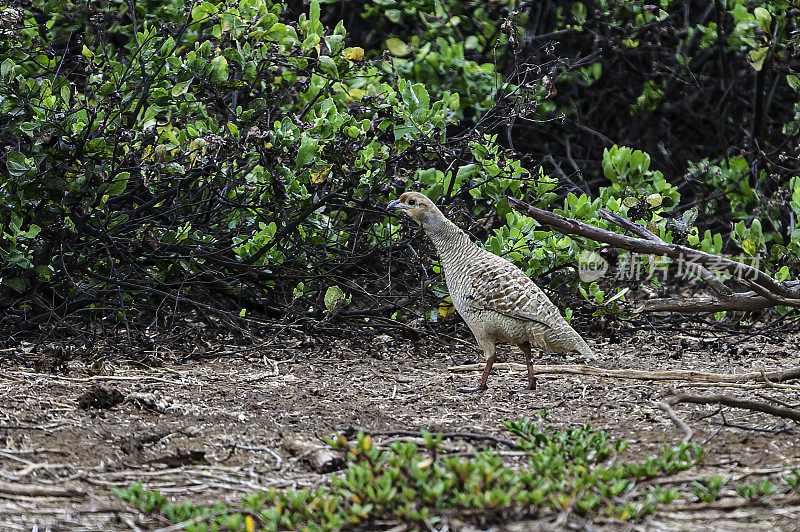 灰法兰克林(Francolinus pondicerianus)是一种法兰克林，发现于印度次大陆的平原和干燥地区，并被引进到夏威夷。夏威夷毛伊岛，基亚利亚池塘国家野生动物保护区